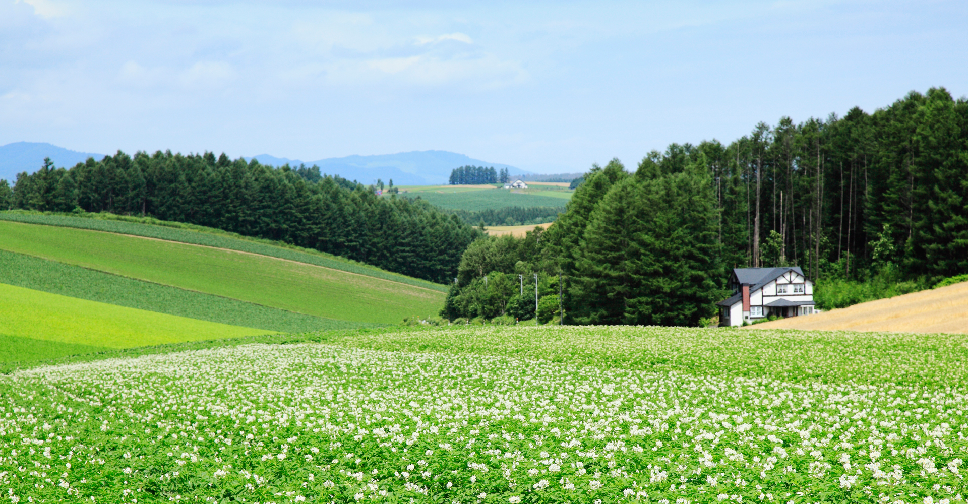 品質の高い野菜を

届けるために